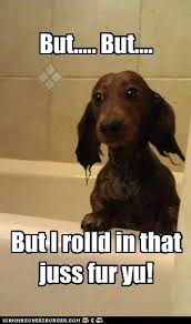 This Is Soooo My Doxie She Loves Rolling In Stinky Seaweed And Shells On The Beach Funny Dog Pictures Puppies Funny Funny Dachshund