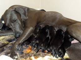 Weimaraner puppies and dogs, originally bred in europe for large game hunting, can also make fine small game hunting companions and great family dogs. Different Weimaraner Coat Colors Barrett Weimaraners