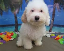 AKC Puppies For Sale In Oklahoma