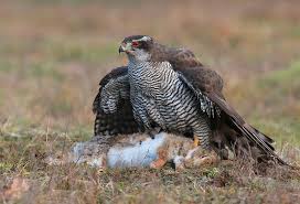 Untitled Habicht Falknerei Kaninchen