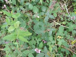 Image result for Desmodium intortum