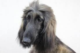 We did not find results for: ã‚¢ãƒ•ã‚¬ãƒ³ãƒã‚¦ãƒ³ãƒ‰ å­çŠ¬ã‚„å­çŒ«ãŸã¡ã®ãƒšãƒƒãƒˆè²©å£²æƒ…å ±ãŒæº€è¼‰ ãƒšãƒƒãƒˆã‚¹ãƒ†ãƒ¼ã‚·ãƒ§ãƒ³