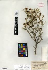 Image result for Jamesbrittenia huillana