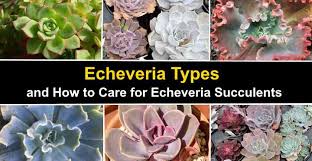 Massed succulents like yours grown in a shallow frame of soil, once they all grow together and their roots hold the soil and plants to the back of the frame, people hang them in their homes for temporary purposes, definitely cool. Echeveria Types And How To Care For Echeveria Succulents