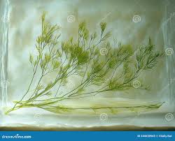 Image result for Zostera capensis