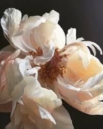 Schönsten strauß aus pfingstrosen bestellen und deutschlandweit verschicken. 310 Pfingstrosen Paonien Ideen In 2021 Pfingstrosen Pfingsten Blumen