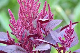 Purple lilacs represent the first emotions of love while magenta lilacs symbolize love and passion, perfect for a more serious lover. Beautiful Meaning And Symbolism Of Amaranth Flower And Tattoo Florgeous