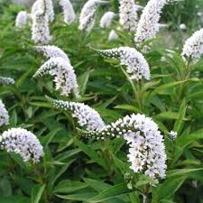 Image result for Lysimachia angustiloba