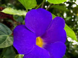 In simple words, climbers here refer to the plants that grow upwards using a support (bigger ready to bring some vine goodness to your garden? 5 Easy To Grow Tropical Vines With Dazzling Blue Flowers Dengarden