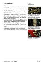 Image result for Croton megalocarpus