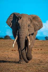 Established in 2007, we work with over 100 brands from established designer brands to fresh, emerging designers, carefully hand picking an extensive range of treasures which will inject charm and character into your interior. Elephant Wallpapers Free Hd Download 500 Hq Unsplash