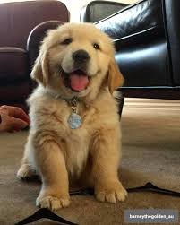 Paws Passion No Pull Harness Golden Retriever Retriever Puppy Golden Retriever Accessories