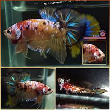 Live Betta Fish Big Male Super Galaxy Orange Koi Halfmoon Plakat Hmpk 1164 Betta Fish Orange Koi Betta