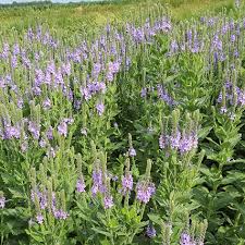 Image result for Fuirena stricta