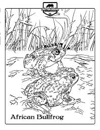 See the presented collection for bullfrog coloring. African Bullfrog Coloring Page C S W D African Bullfrog Snake Coloring Pages Coloring Pages