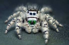 Black And White Jumping Spider Texas Jumping Spider Awesome Jumping Spider Bugs And Insects Spider