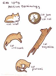Cat Lying Position Terminology Meow Aum Cat Position Cat Sleeping Cat Roll