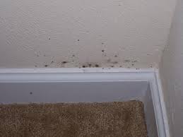 Ways to kill mold with bleach. Pin On How To Remove Black Mold