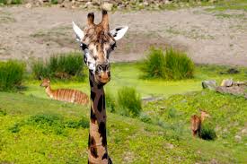 Die zoom erlebniswelt in gelsenkirchen ist ein ganz besonderer zoo. Die Zoom Erlebniswelt Gelsenkirchen Fee Ist Mein Name