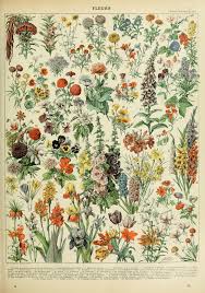 Pin By Jokkaby Jokkaby On Botanica Vintage Botanical Prints Botanical Poster Botanical Art