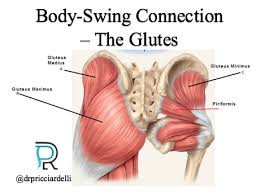 It lies superficial to the gluteus minimus and the Golf Body Swing Connection 3 8 The Glutes