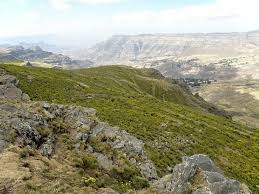 Image result for Sagina abyssinica