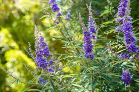 Image result for Vitex mombassae