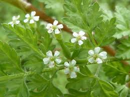 Image result for Afroligusticum