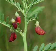 Image result for Sesbania sericea
