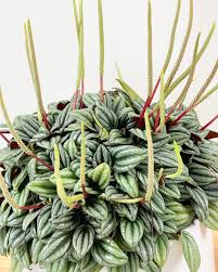 Image result for Peponium sp. A