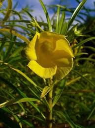 Image result for Cascabela