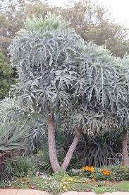 Image result for Cussonia spicata