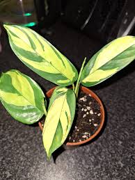 Image result for Ctenanthe marantifolia