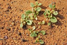 Image result for Limeum