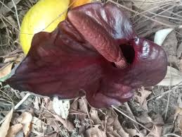 Image result for Amorphophallus abyssinicus