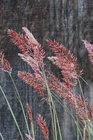 Image result for Melinis nerviglumis