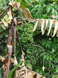 Image result for Musa acuminata