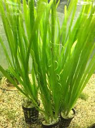 Image result for Vallisneria spiralis