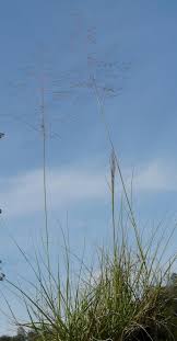 Image result for Sporobolus panicoides