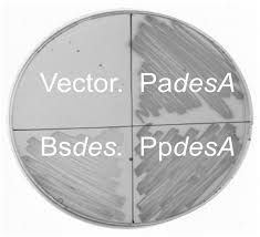 Image result for Champaign 1997 Vector