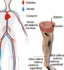 La trombosis venosa profunda puede cursar con síntomas locales o sin síntomas y causar en cambio en la trombosis de vena superficial con flebitis produce síntomas de enrojecimiento, la. Tromboflebitis O Inflamacion En Las Venas Cuida Tu Salud Con Diane Perez