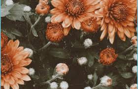 Find images of floral wallpaper. Wallpaper Flowers Vintage Flower Iphone Wallpaper Sunflower Aesthetic Floral Wallpaper Neat