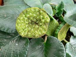 Image result for Dorstenia brownii