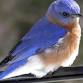 BioBlitz: Focus on Birds