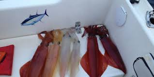 Epingle Sur Peche