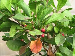 The local food supply was mostly very bland. What Is A Miracle Berry Tips For Growing Miracle Berries And Miracle Plant Info