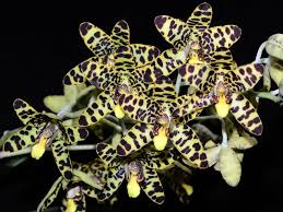 Image result for Ansellia