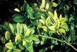 Image result for iron deficiency in trees