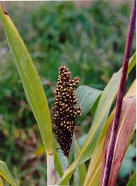 Image result for Sorghum bicolor