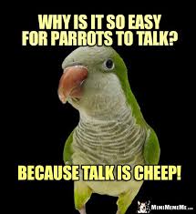 Birds Of The Same Feather Joke Quaker Parrot Asks Why Is It So Easy For Parrots To Talk Because Talk Is Cheep Funny Birds Parrot Funny Talking
